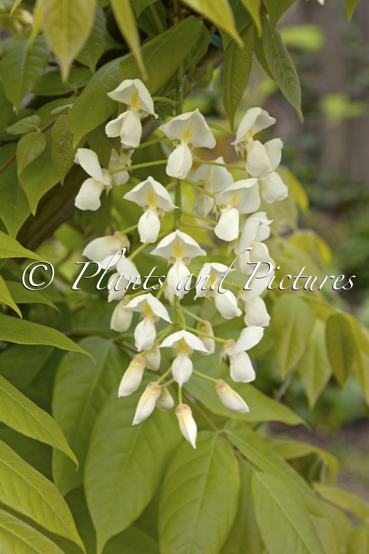 Wisteria brachybotrys ‘Shiro-kapitan’
