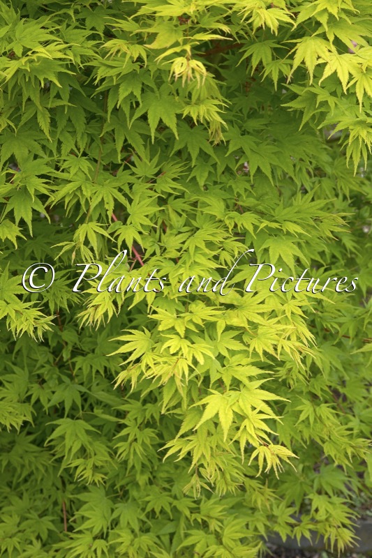 Acer palmatum ‘Sangokaku’
