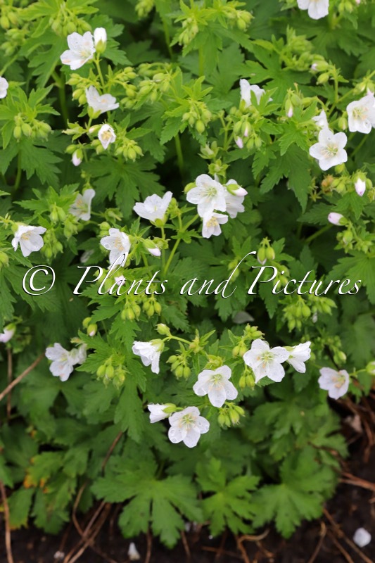 Geranium ‘Mary Mottram’
