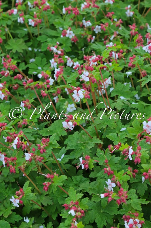 Geranium macrorrhizum ‘Album’