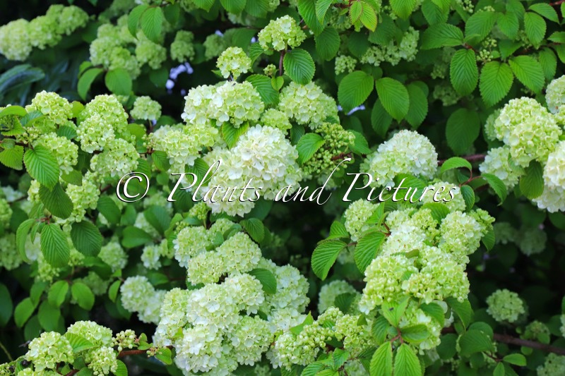 Viburnum plicatum ‘Bocomasglo’ (MAGICAL SPRING GLORY)