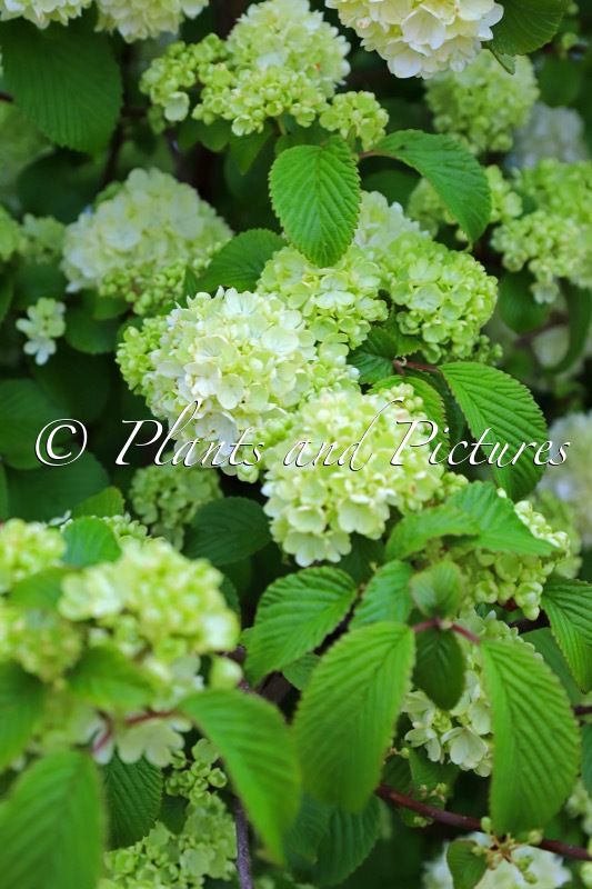 Viburnum plicatum ‘Bocomasglo’ (MAGICAL SPRING GLORY)
