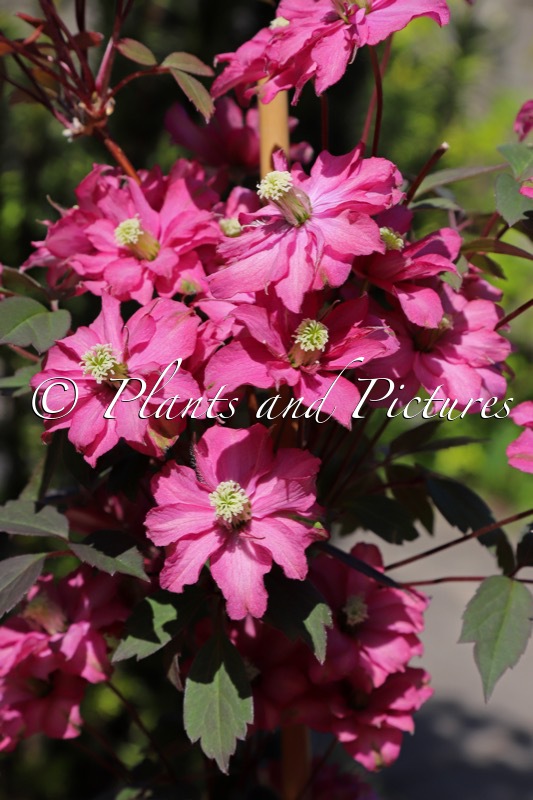 Clematis ‘Hyfatis08’ (DOUBLE RASPBERRY TRUFFLE)