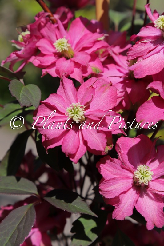 Clematis ‘Hyfatis08’ (DOUBLE RASPBERRY TRUFFLE)