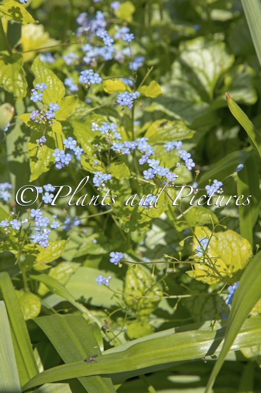 Brunnera macrophylla ‘Jacks Gold’
