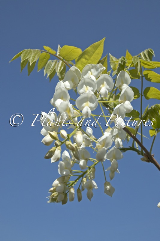 Wisteria brachybotrys ‘Shiro-kapitan’