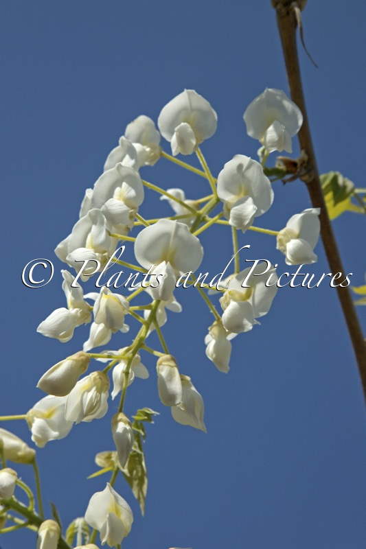 Wisteria brachybotrys ‘Shiro-kapitan’