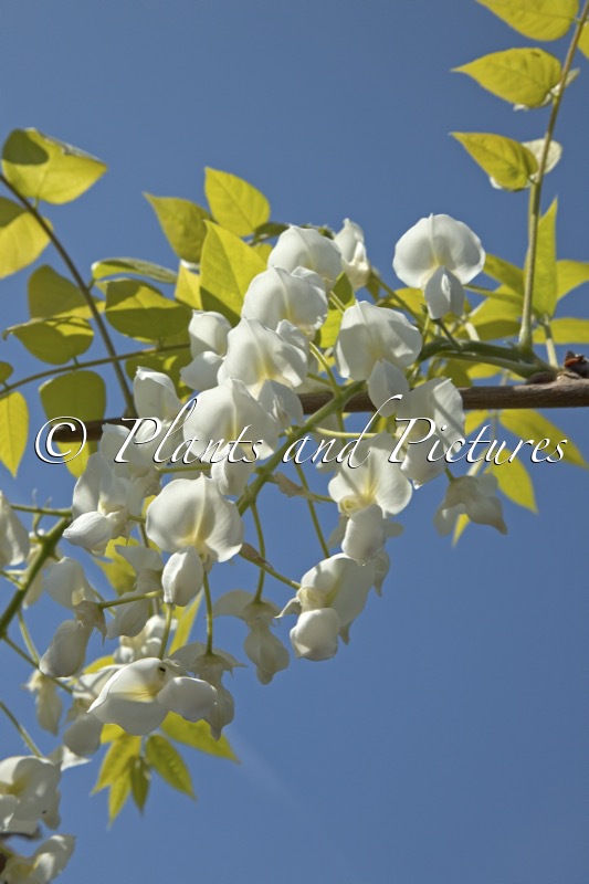 Wisteria brachybotrys ‘Shiro-kapitan’