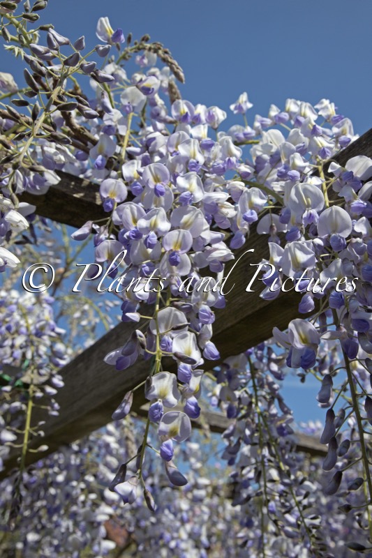 Wisteria floribunda ‘Eranthema’