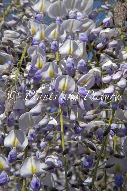 Wisteria floribunda ‘Eranthema’