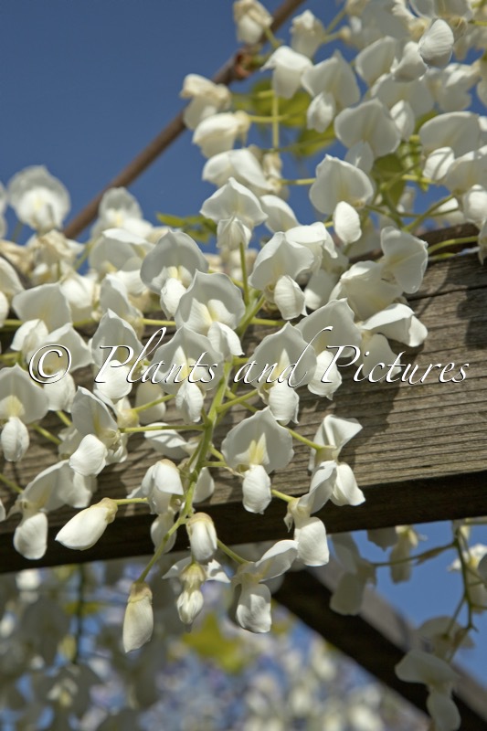 Wisteria brachybotrys ‘Shiro-kapitan’