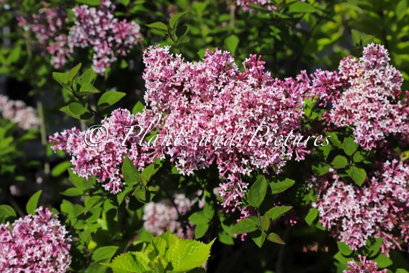 Syringa ‘Josée’