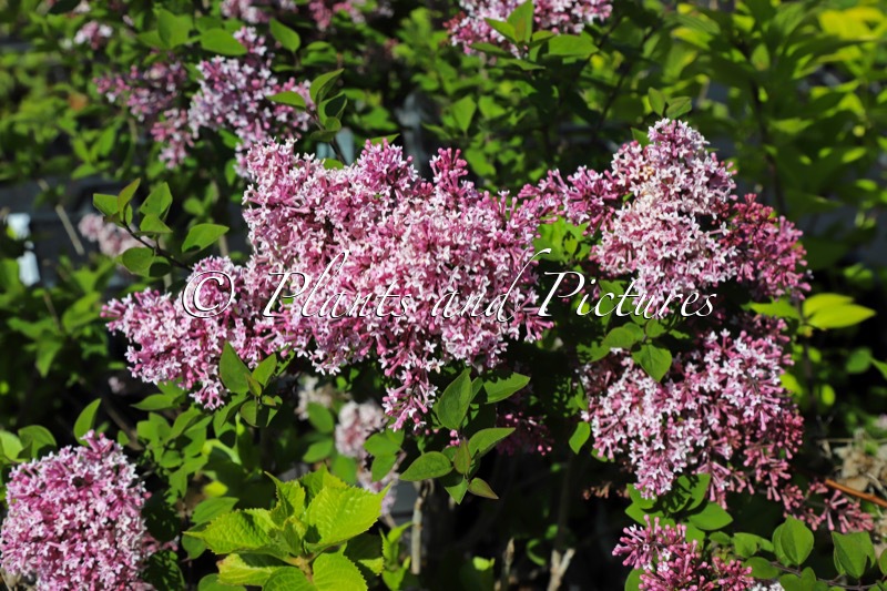 Syringa ‘Josée’