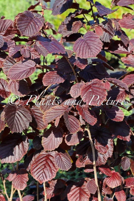 Corylus maxima ‘Purpurea’