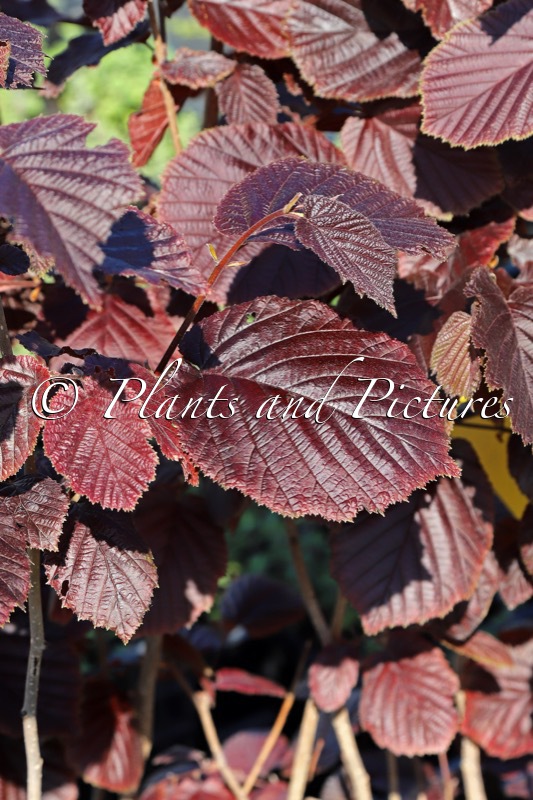 Corylus maxima ‘Purpurea’