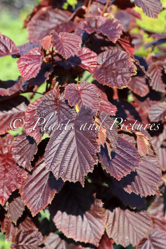 Corylus maxima ‘Purpurea’