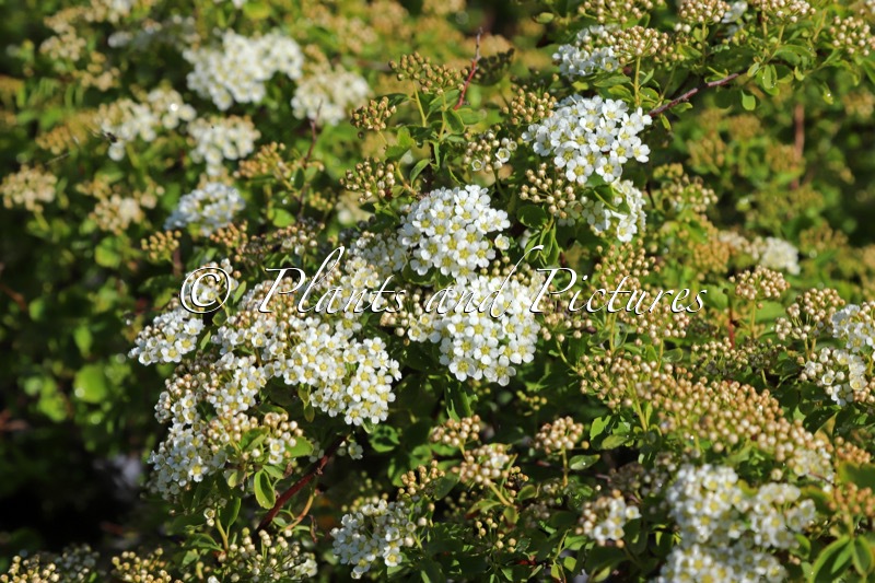 Spiraea trilobata