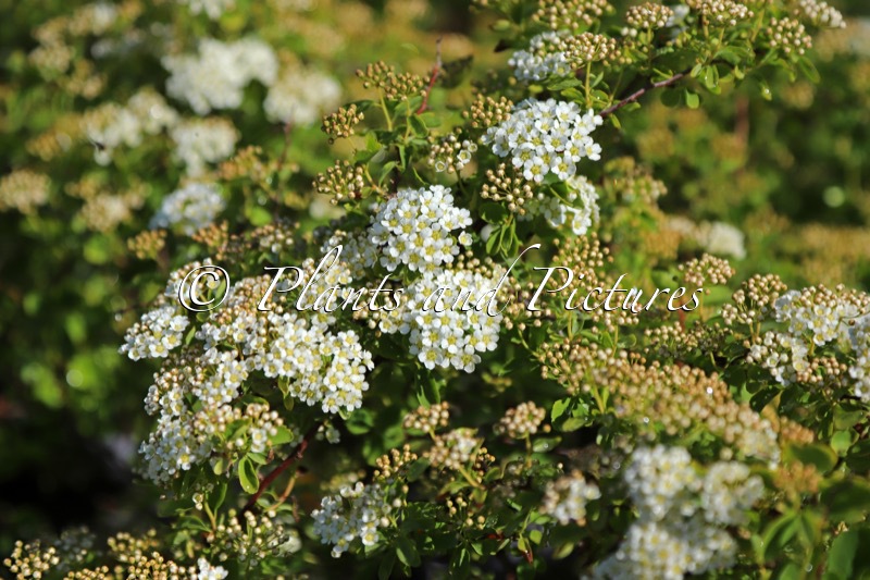 Spiraea trilobata