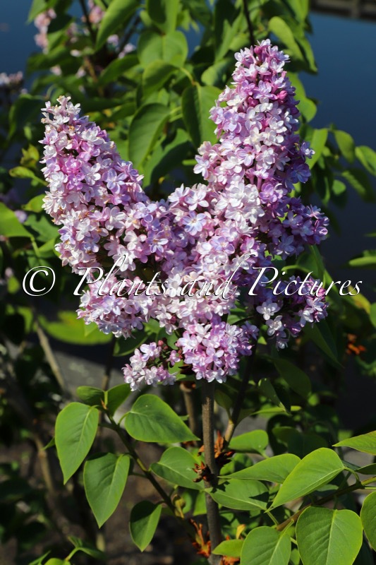 Syringa vulgaris ‘Mme Antoine Buchner’