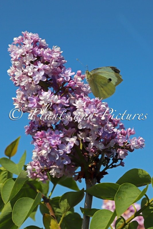 Syringa vulgaris ‘Mme Antoine Buchner’