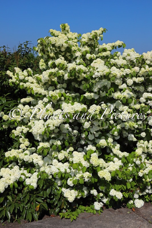Viburnum plicatum ‘Bocomasglo’ (MAGICAL SPRING GLORY)
