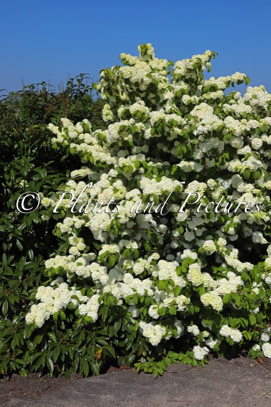 Viburnum plicatum ‘Bocomasglo’ (MAGICAL SPRING GLORY)
