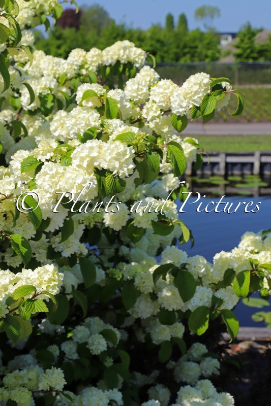 Viburnum plicatum ‘Bocomasglo’ (MAGICAL SPRING GLORY)