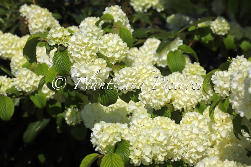 Viburnum plicatum ‘Bocomasglo’ (MAGICAL SPRING GLORY)