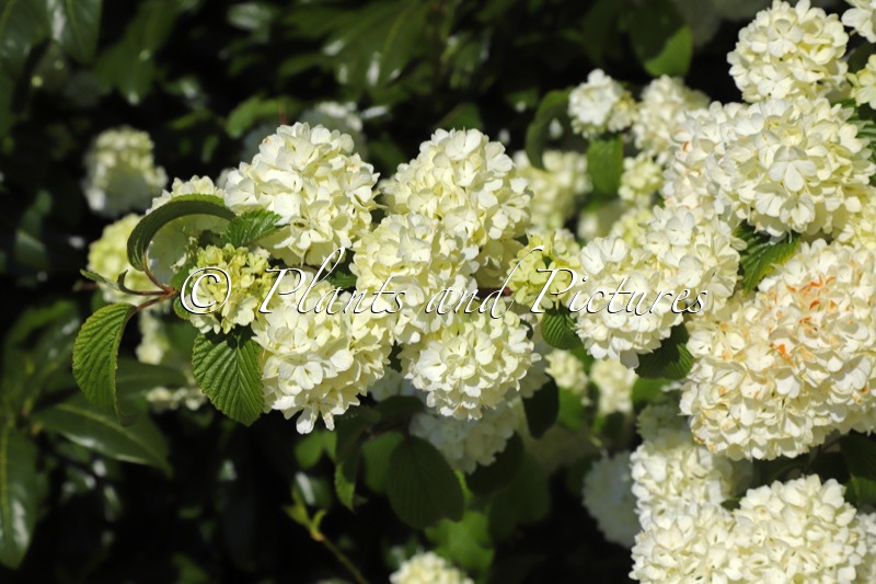 Viburnum plicatum ‘Bocomasglo’ (MAGICAL SPRING GLORY)