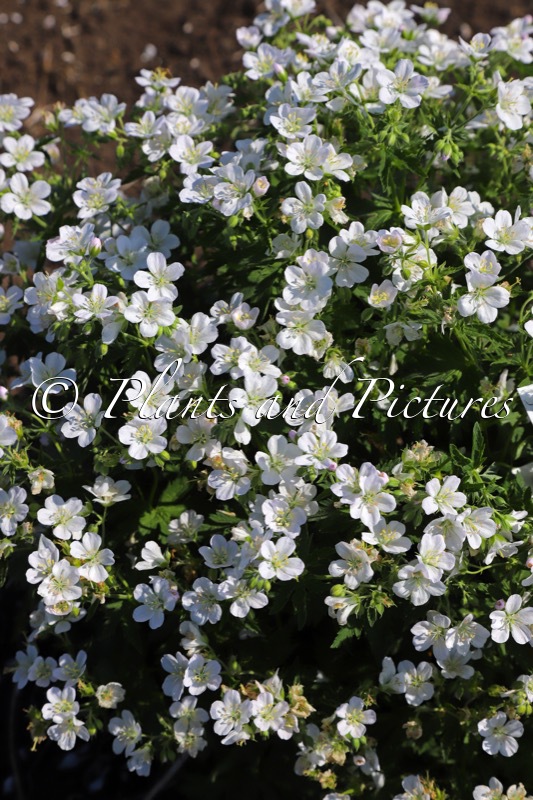 Geranium ‘Mary Mottram’
