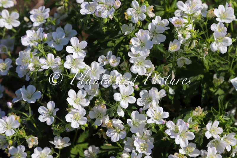Geranium ‘Mary Mottram’