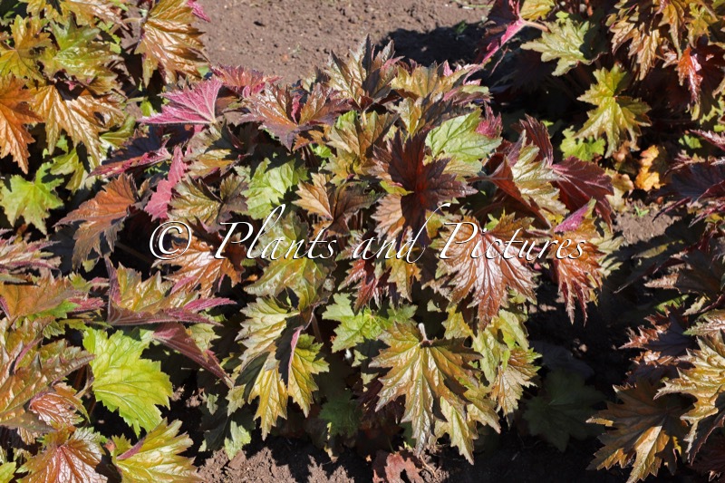 Heuchera ‘Copper Dinosaur’