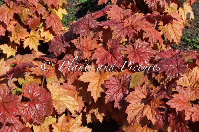 Heuchera ‘Peachy Dinosaur’