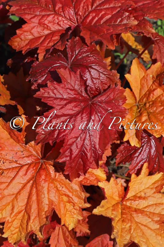 Heuchera ‘Bloody Dinosaur’