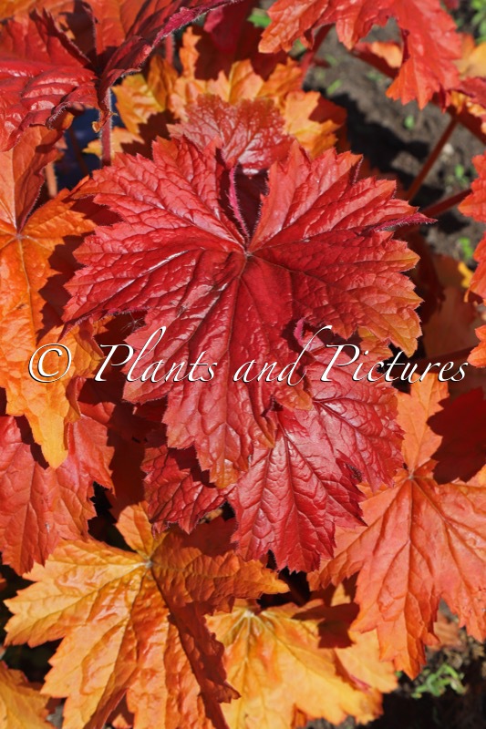 Heuchera ‘Bloody Dinosaur’