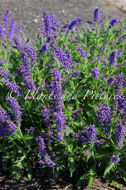 Salvia ‘Bocofpea’ (FEATHERS PEACOCK)