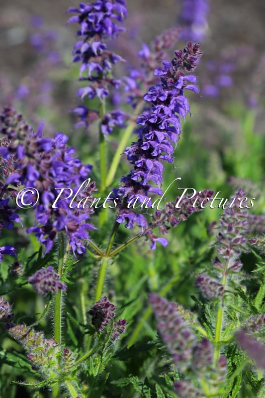 Salvia ‘Bocofpea’ (FEATHERS PEACOCK)