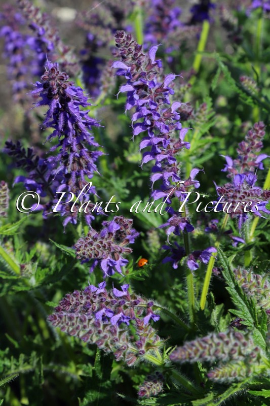Salvia ‘Bocofpea’ (FEATHERS PEACOCK)