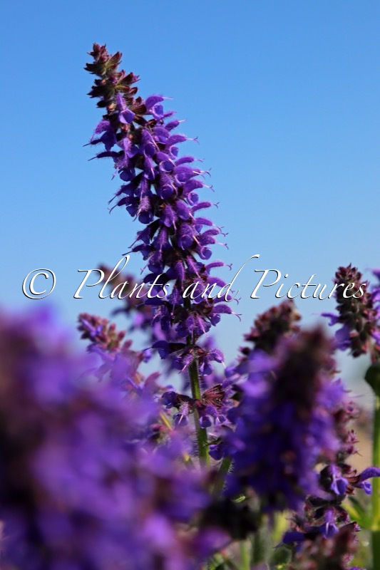 Salvia ‘Bocofpea’ (FEATHERS PEACOCK)