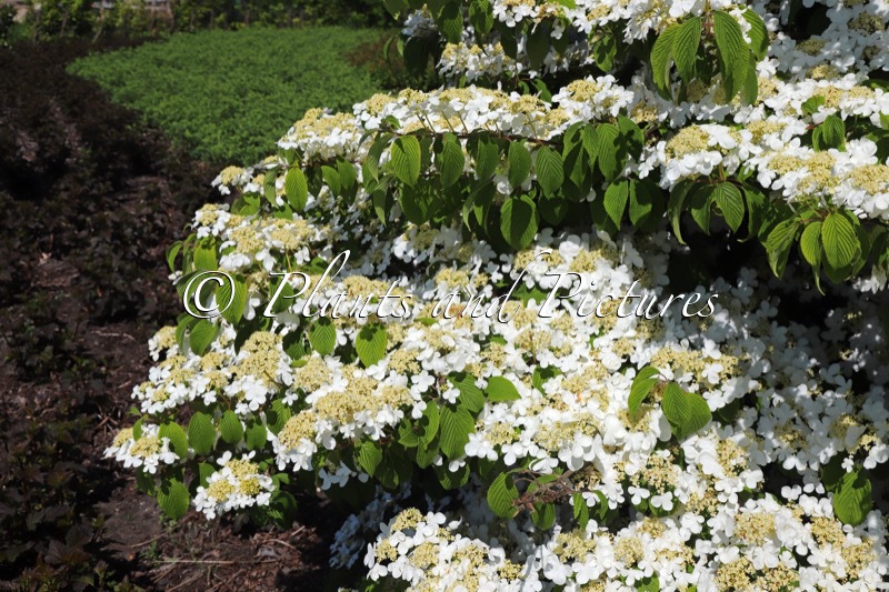 Viburnum plicatum ‘Cascade’