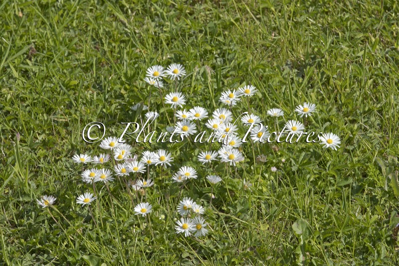 Bellis perennis