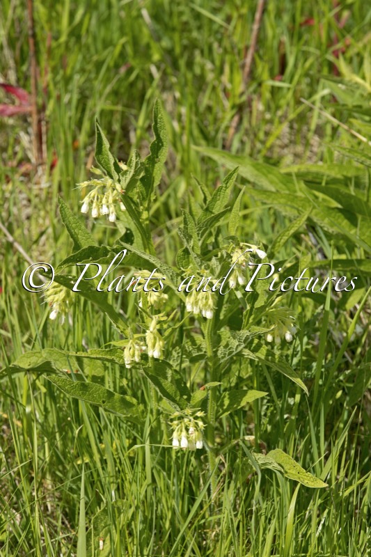 Symphytum officinale