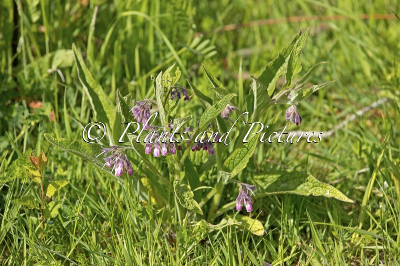 Symphytum officinale