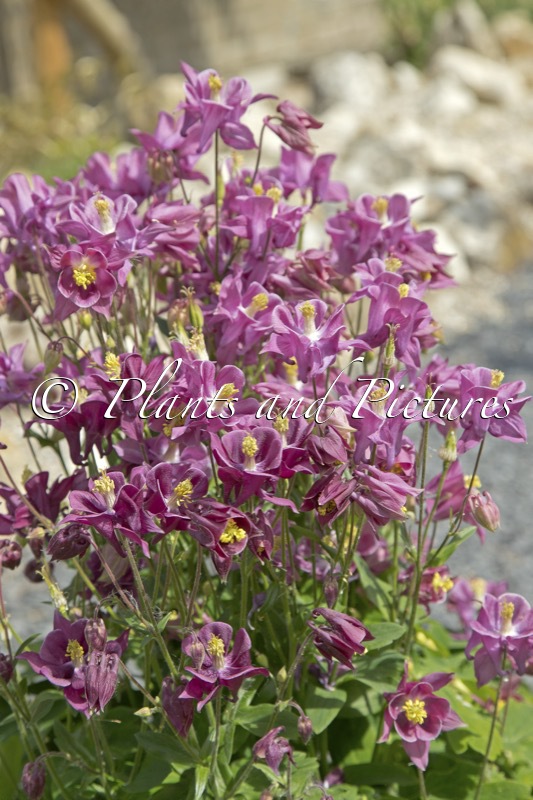 Aquilegia vulgaris