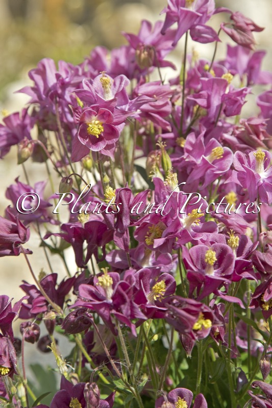 Aquilegia vulgaris