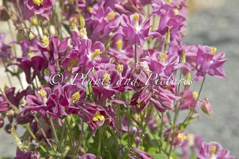 Aquilegia vulgaris