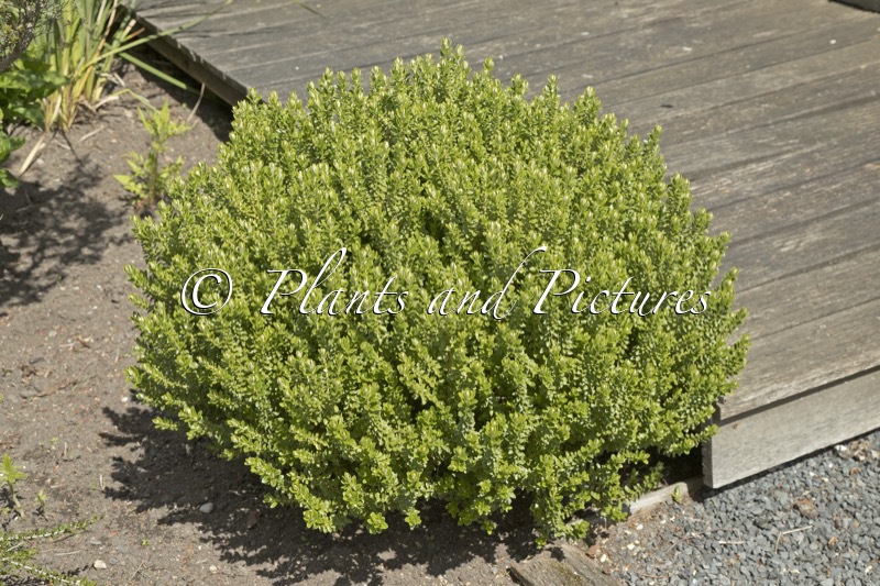 Olearia nummulariifolia ‘Rifnik’