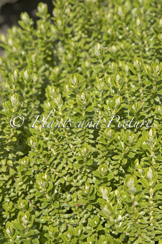 Olearia nummulariifolia ‘Rifnik’