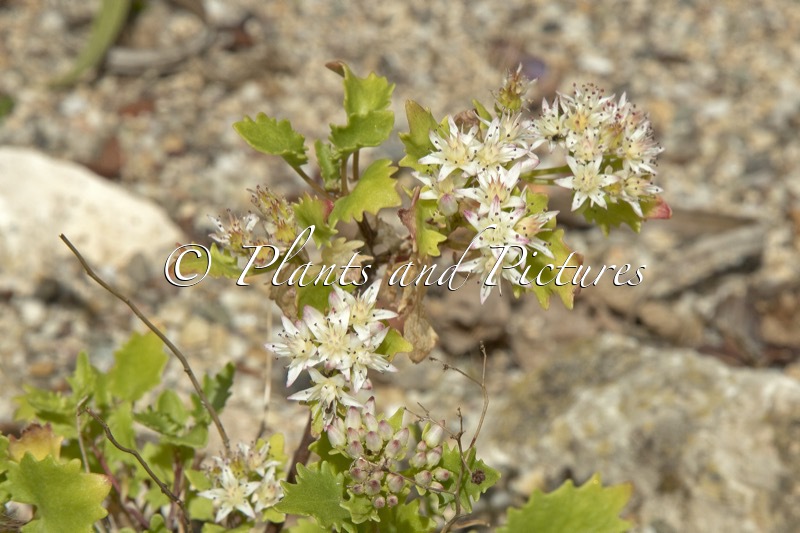 Sedum populifolium