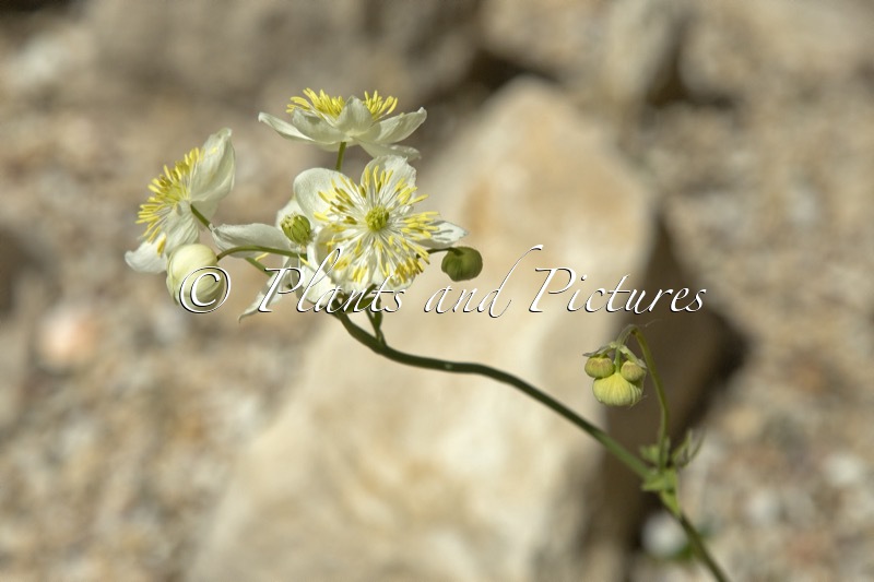 Thalictrum tuberosum